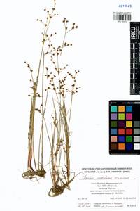 Juncus alpinoarticulatus subsp. rariflorus (Hartm.) Holub, Сибирь, Якутия (S5) (Россия)