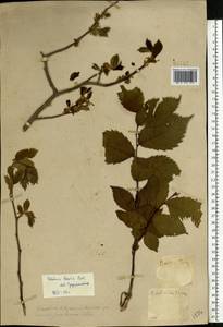 Вяз гладкий, Вяз обыкновенный Pall., Восточная Европа, Средневолжский район (E8) (Россия)