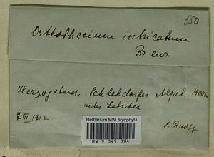 Orthothecium intricatum (Hartm.) Schimp., Гербарий мохообразных, Мхи - Западная Европа (BEu) (Германия)