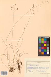 Мятлик арктический R.Br., Сибирь, Чукотка и Камчатка (S7) (Россия)