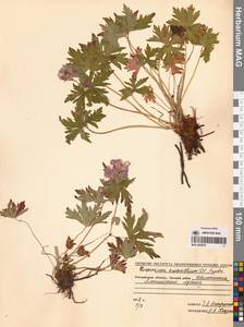 Герань волосистоцветковая DC., Сибирь, Чукотка и Камчатка (S7) (Россия)