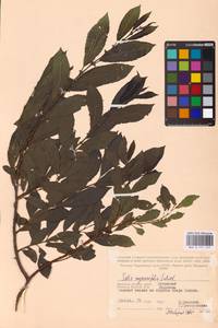 Ива мирзинолистная, Ива чернеющая Salisb., Восточная Европа, Западный район (E3) (Россия)