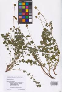 Poterium sanguisorba subsp. sanguisorba, Восточная Европа, Центральный лесостепной район (E6) (Россия)