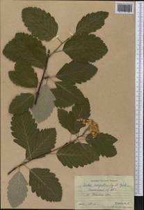 Hedlundia mougeotii (Soy.-Will. & Godr.) Sennikov & Kurtto, Америка (AMER) (Россия)