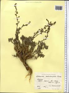 Artemisia stechmanniana Besser, Средняя Азия и Казахстан, Памир и Памиро-Алай (M2) (Таджикистан)