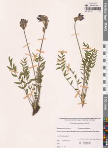 Остролодочник Васильченко Jurtzev, Сибирь, Чукотка и Камчатка (S7) (Россия)