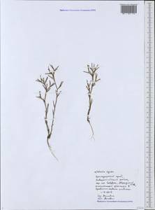 Dianthus nudiflorus Griff., Кавказ, Черноморское побережье (от Новороссийска до Адлера) (K3) (Россия)