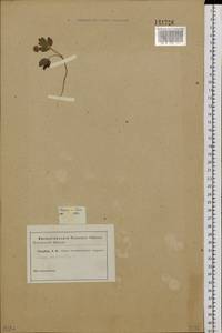 Адокса мускусная L., Сибирь и Дальний Восток (без точных местонахождений) (S0) (Россия)