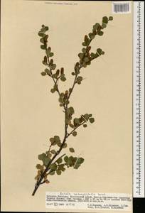 Береза железистая Michx., Монголия (MONG) (Монголия)