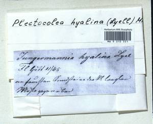Solenostoma hyalinum (Lyell) Mitt., Гербарий мохообразных, Мхи - Западная Европа (BEu) (Германия)