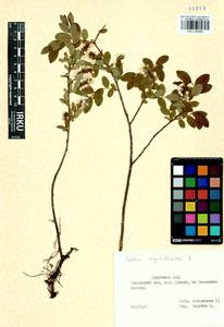 Ива черничная L., Сибирь, Прибайкалье и Забайкалье (S4) (Россия)