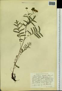 Tanacetum vulgare subsp. vulgare, Сибирь, Якутия (S5) (Россия)