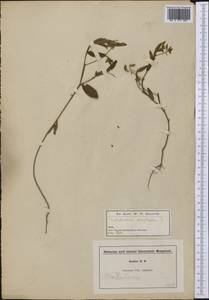 Crotalaria sagittalis L., Америка (AMER) (США)