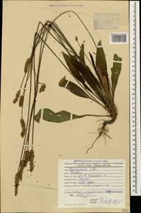 Подорожник ланцетный, Подорожник ланцетолистный L., Кавказ, Грузия (K4) (Грузия)