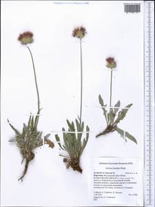 Наголоватка Rupr., Средняя Азия и Казахстан, Северный и Центральный Тянь-Шань (M4) (Киргизия)