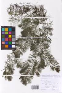 Роголистник светло-зеленый L., Восточная Европа, Центральный район (E4) (Россия)