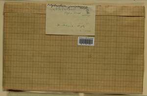 Lewinskya speciosa (Nees) F. Lara, Garilleti & Goffinet, Гербарий мохообразных, Мхи - Москва и Московская область (B6a) (Россия)