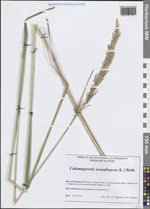 Вейник тростниковый (L.) Roth, Сибирь, Западная Сибирь (S1) (Россия)