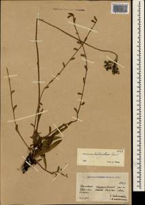 Pilosella bauhini subsp. bauhini, Крым (KRYM) (Россия)