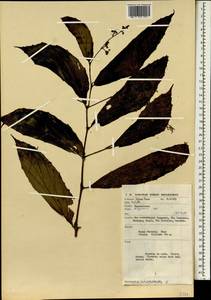 Begonia, Зарубежная Азия (ASIA) (Малайзия)