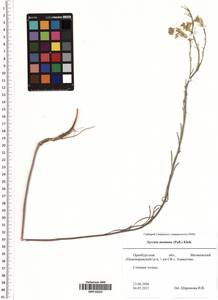 Erysimum quadrangulum Desf., Восточная Европа, Восточный район (E10) (Россия)