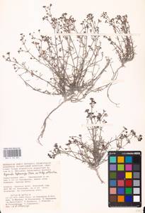 Cynanchica tephrocarpa subsp. tephrocarpa, Восточная Европа, Нижневолжский район (E9) (Россия)