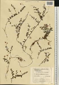 Клюква болотная, Клюква обыкновенная L., Восточная Европа, Западно-Украинский район (E13) (Украина)