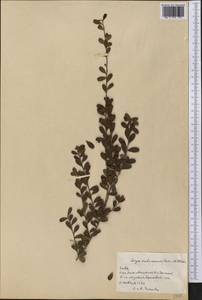 Brya subinermis Leon & Alain, Америка (AMER) (Куба)