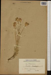 Dianthus gracilis subsp. friwaldskyanus (Boiss.) Tutin, Западная Европа (EUR) (Северная Македония)