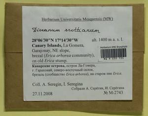 Dicranum scottianum Turner, Гербарий мохообразных, Мхи - Макаронезия (BMc) (Испания)