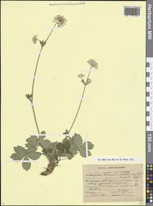 Астранция трехнадрезная Hoffm., Кавказ, Краснодарский край и Адыгея (K1a) (Россия)