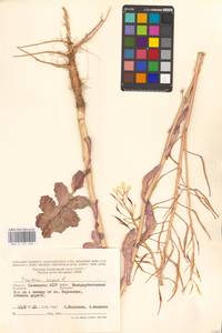 Брюква, Рапс L., Восточная Европа, Нижневолжский район (E9) (Россия)