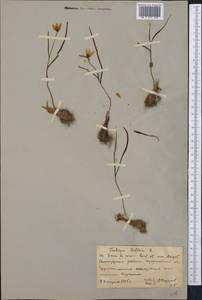 Тюльпан двуцветковый Pall., Средняя Азия и Казахстан, Северный и Центральный Казахстан (M10) (Казахстан)