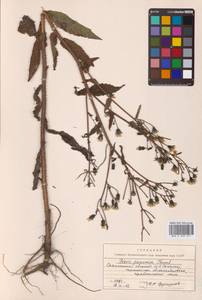Picris japonica subsp. japonica, Сибирь, Дальний Восток (S6) (Россия)