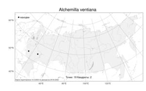 Alchemilla ventiana, Манжетка Вента V. N. Tikhom., Атлас флоры России (FLORUS) (Россия)
