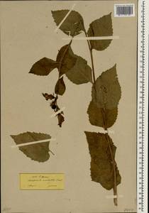 Campanula latifolia subsp. latifolia, Зарубежная Азия (ASIA) (Турция)