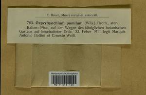 Microeurhynchium pumilum (Wilson) Ignatov & Vanderp., Гербарий мохообразных, Мхи - Западная Европа (BEu) (Италия)