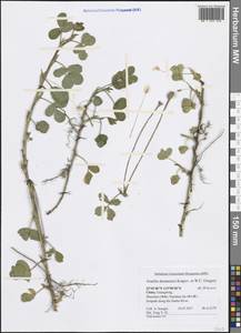 Arachis duranensis Krapov. & W.C.Greg., Зарубежная Азия (ASIA) (КНР)