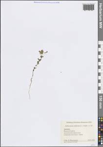 Крылотычинник арабский (L.) Andrz. ex DC., Кавказ, Армения (K5) (Армения)