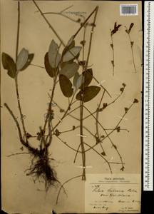 Salvia aucheri Benth., Зарубежная Азия (ASIA) (Турция)