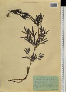 Ломонос шестилепестный Pall., Сибирь, Прибайкалье и Забайкалье (S4) (Россия)