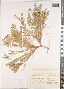 Astragalus semideserti Gontsch., Средняя Азия и Казахстан, Муюнкумы, Прибалхашье и Бетпак-Дала (M9) (Казахстан)