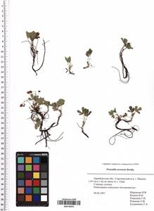 Potentilla cinerea subsp. incana (G. Gaertn., B. Mey. & Scherb.) Asch., Восточная Европа, Восточный район (E10) (Россия)