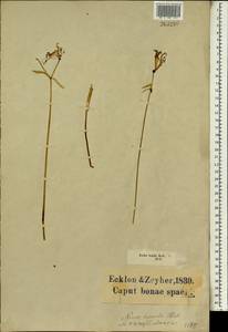 Nerine humilis (Jacq.) Herb., Африка (AFR) (ЮАР)