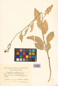 Гулявник волжский M.Bieb. ex E.Fourn., Восточная Европа (без точных пунктов) (E0)