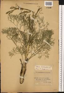 Жабрица извилистая L., Восточная Европа, Нижневолжский район (E9) (Россия)