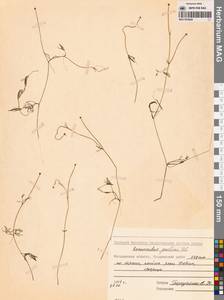 Лютик Гмелина DC., Сибирь, Чукотка и Камчатка (S7) (Россия)