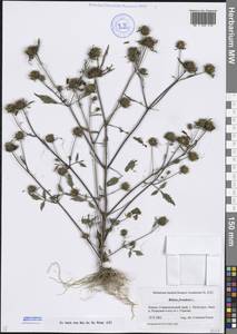 Череда олиственная, Череда многолистная L., Кавказ, Ставропольский край, Карачаево-Черкесия, Кабардино-Балкария (K1b) (Россия)