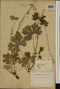 Aconitum lycoctonum subsp. vulparia (Rchb.) Nyman, Западная Европа (EUR) (Германия)