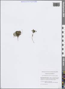 Ложечница гренладская L., Сибирь, Центральная Сибирь (S3) (Россия)